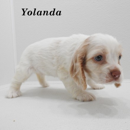 puppy, for, sale, Cocker Spaniel, Joe & Cherri  Overlease, dog, breeder, Miller, MO, dog-breeder, puppy-for-sale, forsale, nearby, find, puppyfind, locator, puppylocator, aca